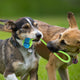 Dog Rope Toys For Small, Medium and Large Dogs-TopOnlineBargains.Com