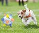 GloJump Ball-TopOnlineBargains.Com